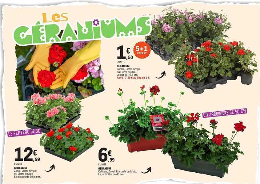 Les Géraniums