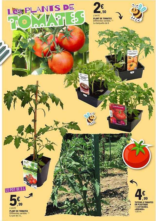 Les PLANTS DE TOMATES