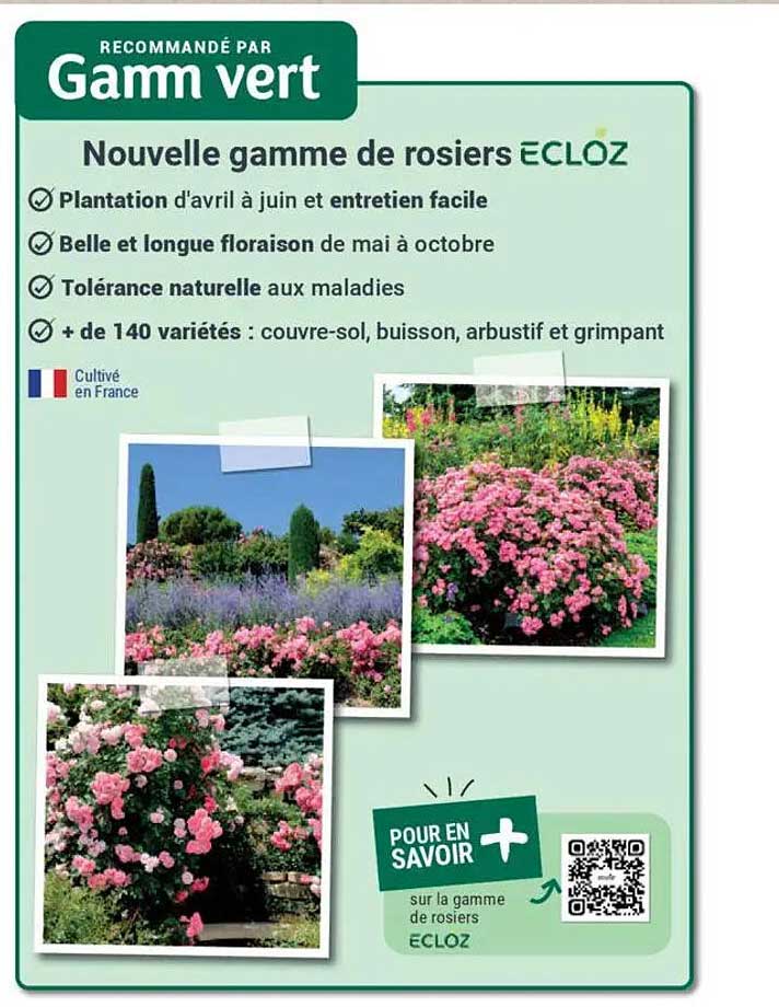 Nouvelle gamme de rosiers ECLOZ