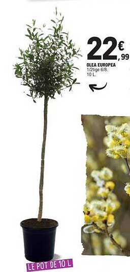 OLEA EUROPEA