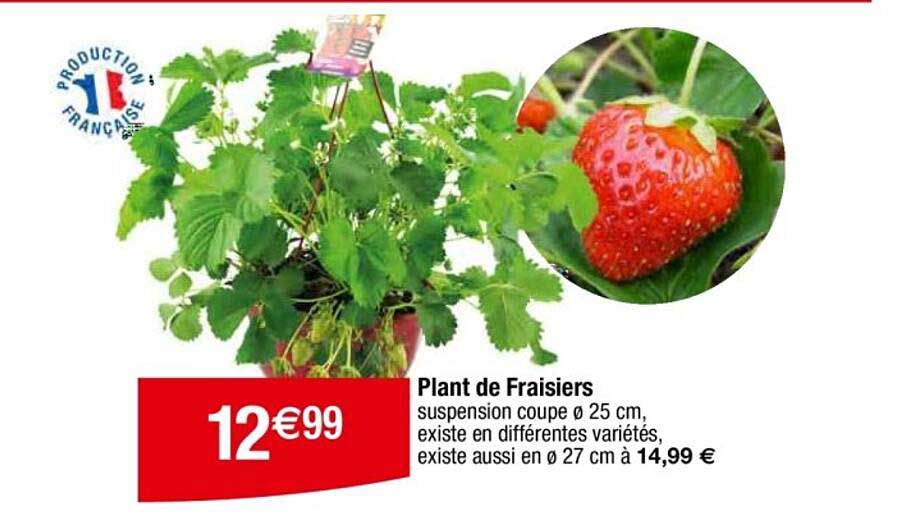 Plant de Fraisiers