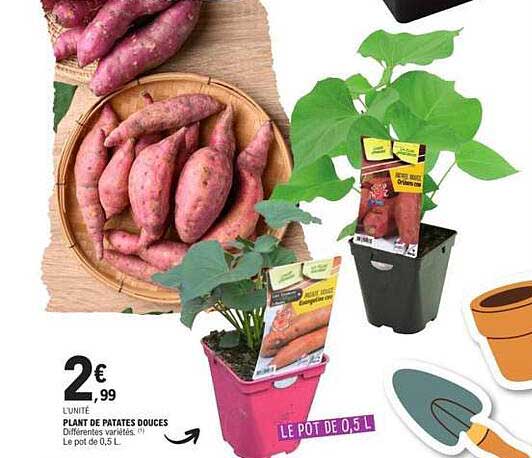 PLANT DE PATATES DOUCES