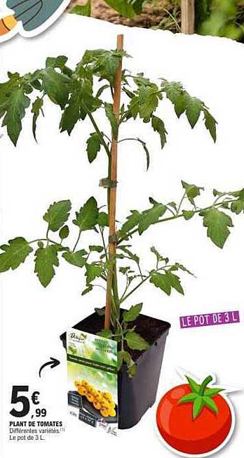 PLANT DE TOMATES