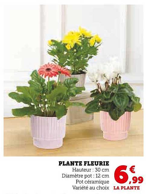 PLANTE FLEURIE