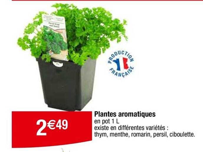 Plantes aromatiques