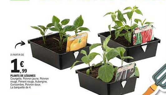 PLANTS DE LÉGUMES