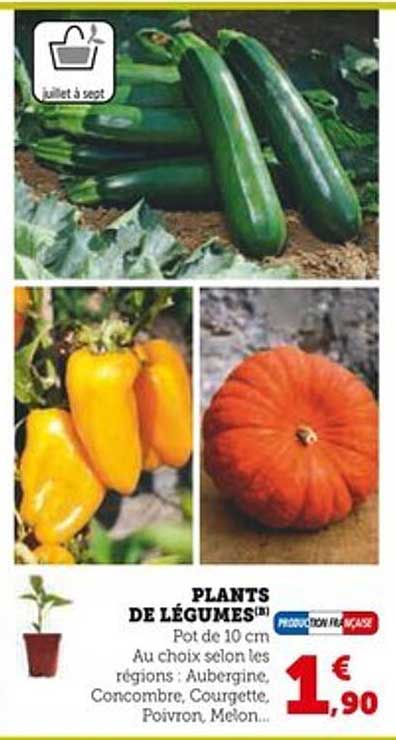 PLANTS DE LÉGUMES