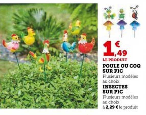 POULE OU COQ SUR PIC