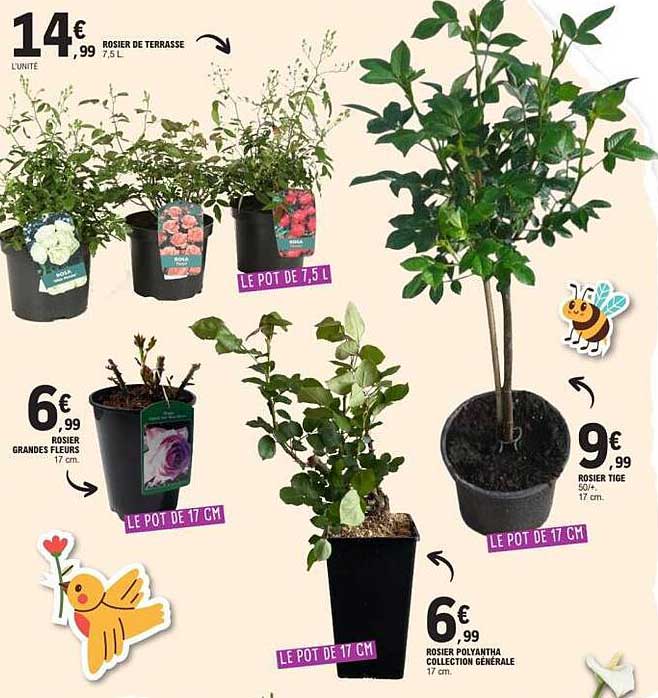 Rosier de terrasse 7.5 L à 14€99