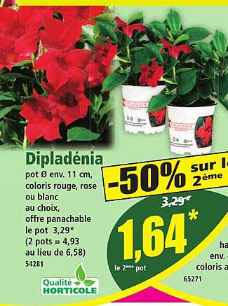 Dipladénia -50% sur le 2ème