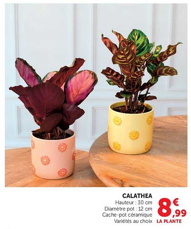 CALATHEA