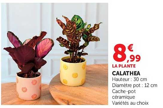 LA PLANTE CALATHEA