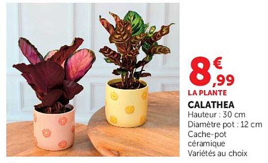 LA PLANTE CALATHEA