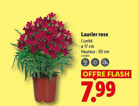 Laurier rose