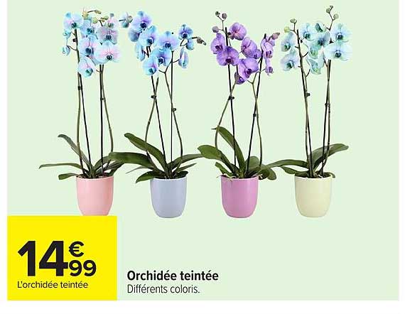 Orchidée teintée