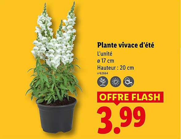 Plante vivace d’été