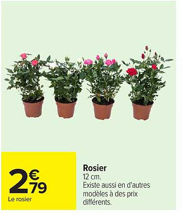 Rosier