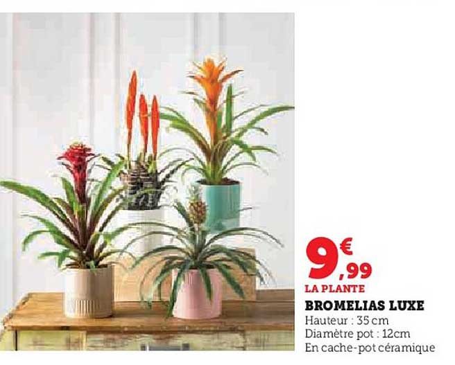 BROMELIAS LUXE