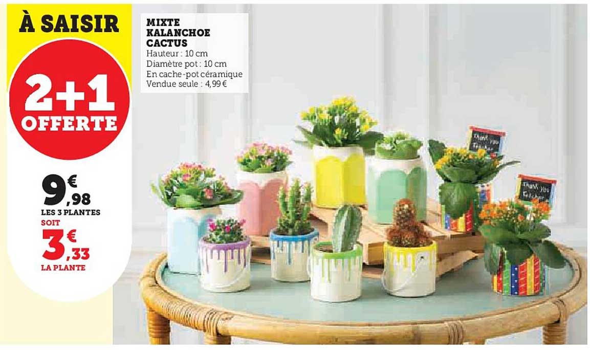MIXTE KALANCHOE CACTUS