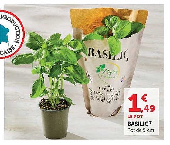 BASILIC