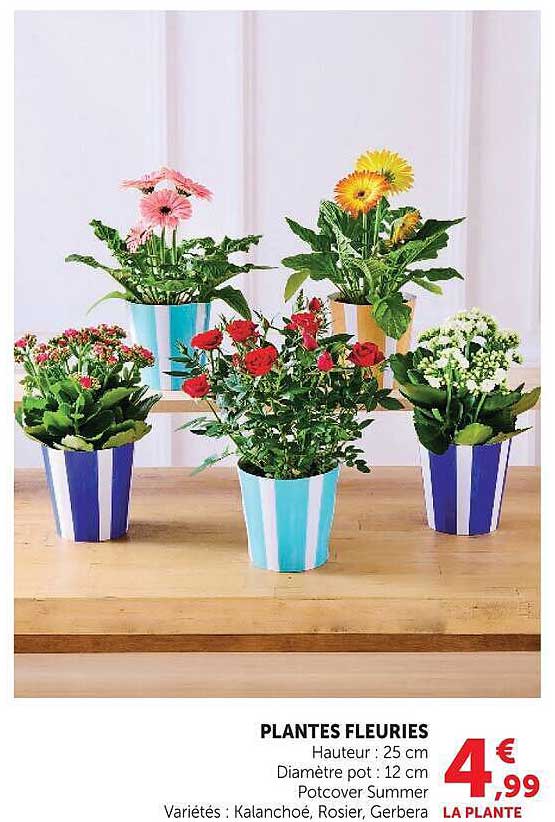 PLANTES FLEURIES