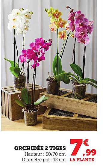 ORCHIDÉE 2 TIGES