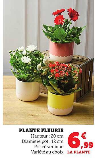 PLANTE FLEURIE