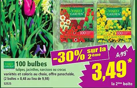 100 bulbes tulipes, jacinthes, narcisses ou crocus