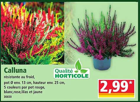Calluna