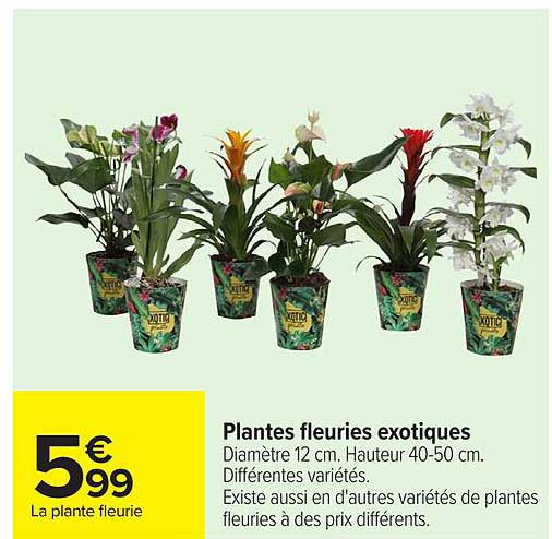Plantes fleuries exotiques
