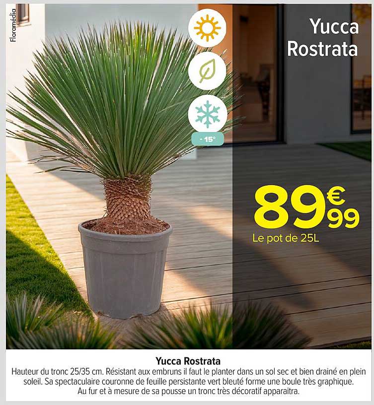 Yucca Rostrata