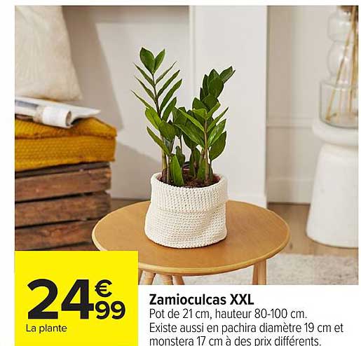 Zamioculcas XXL
