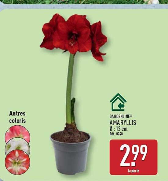 GARDENLINE® AMARYLLIS Ø : 12 cm. Réf. 0240