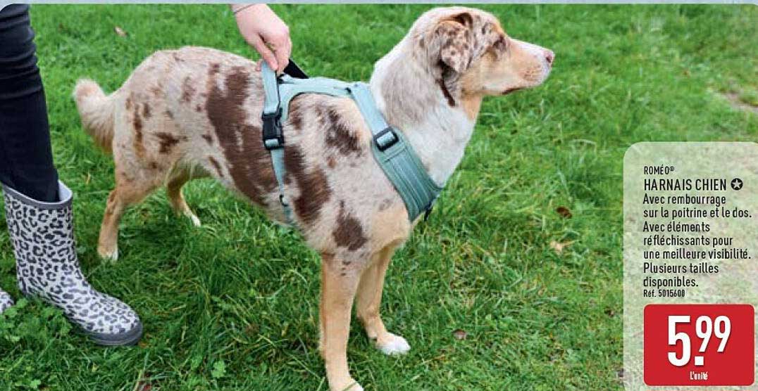 HARNAIS CHIEN