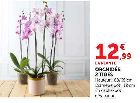 LA PLANTE ORCHIDÉE 2 TIGES