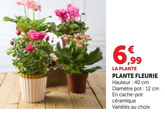 LA PLANTE PLANTE FLEURIE