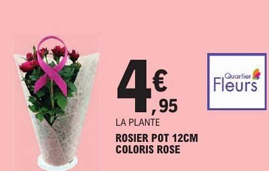 LA PLANTE ROSIER POT 12CM COLORIS ROSE