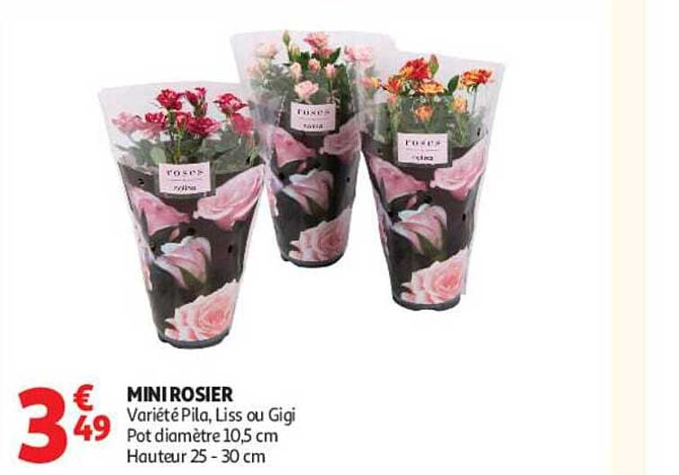 MINIROSIER Variété Pila, Liss ou Gigi Pot diamètre 10,5 cm Hauteur 25 - 30 cm