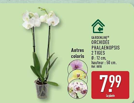 ORCHIDÉE PHALAENOPSIS 2 TIGES