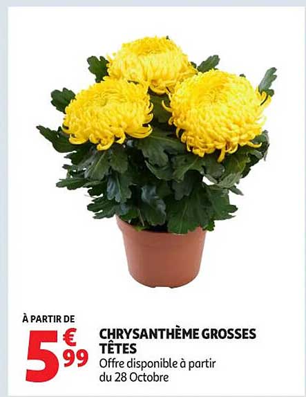 CHRYSANTHÈME GROSSES TÊTES
