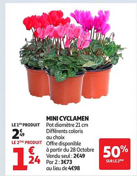 MINI CYCLAMEN