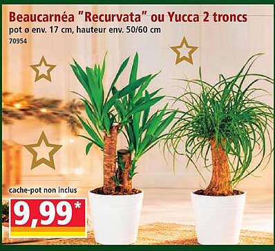 Beaucarnéa “Recurvata” ou Yucca 2 troncs
