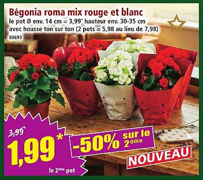 Bégonia roma mix rouge et blanc
