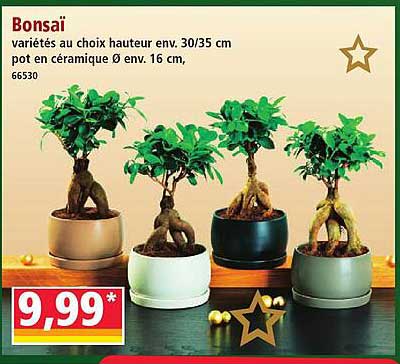 Bonsai variétés au choix hauteur env. 30/35 cm pot en céramique Ø env. 16 cm, 66530