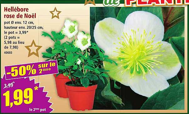 Hellébore rose de Noël