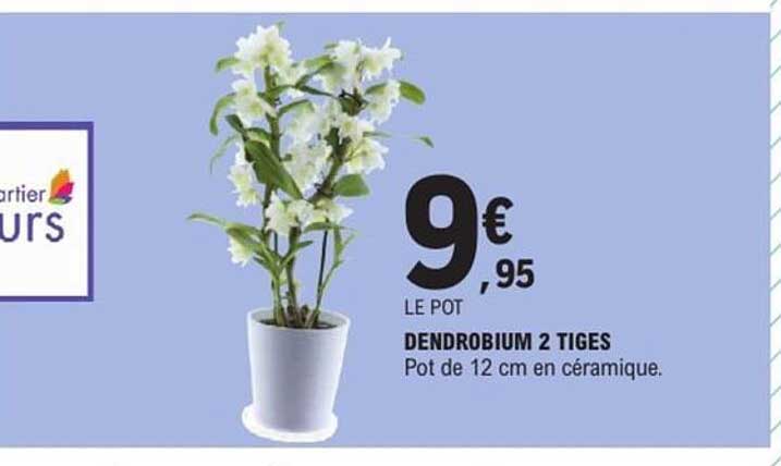 DENDROBIUM 2 TIGES