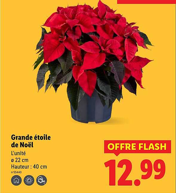 Grande étoile de Noël