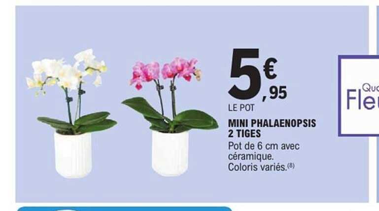 MINI PHALEANOPSIS 2 TIGES