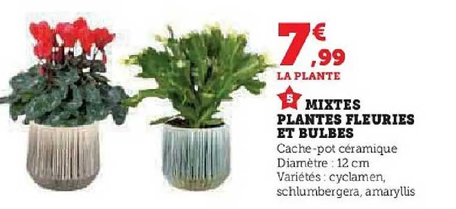 MIXTES PLANTES FLEURIES ET BULBES