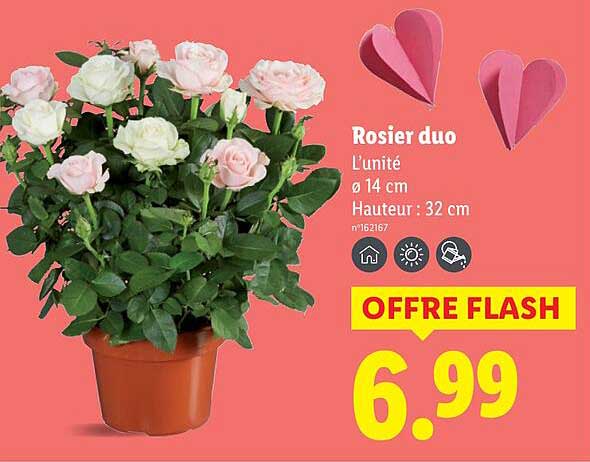 Sitemapcdatahttpssaramixel Thicoipeinfoarche Rosier Lidl